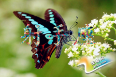 Ќ(du)xʽ