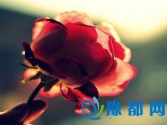 ӣor(mng)
