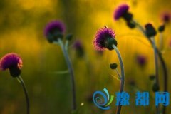 ʿ2017u\