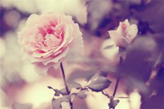 ˮƿĳ_(ki)(chng)